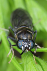 A black soldier fly - Hermetia illucens, close up.