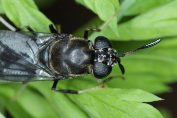 A black soldier fly - Hermetia illucens, close up.