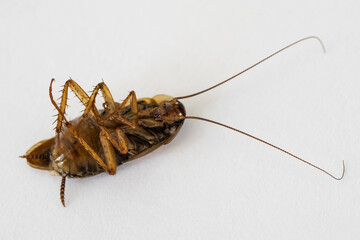 Cockroach. Macro photo. Dead cockroach. Brown cockroach on a white background. Close-up. Household...