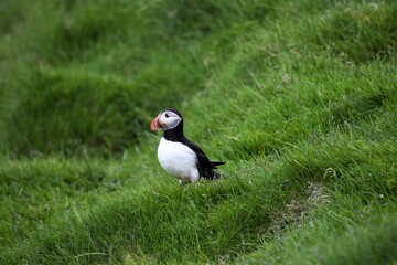 Puffin,  auch als Papageitaucher bezeichnet - Etwa drei Millionen dieser  wunderschönen Vögel brüten im Sommer auf Island