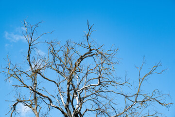 Fototapeta na wymiar Dry tree against the background of the summer blue sky with clouds. The concept of minimalism and loneliness.