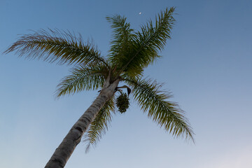 Fototapeta na wymiar Palm tree on sky. 