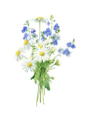 Watercolor bouquet of daisies and veronica on a white background . For congratulations, invitations, anniversaries, weddings, birthday