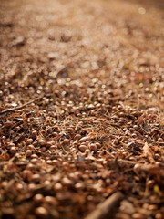 A lot of acorns in autumn