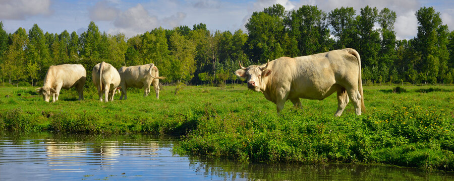 Panoramique Charolaise blanche &eacute;tonn&eacute;e du Marais Poitevin, Vend&eacute;e en Pays de la Loire, France