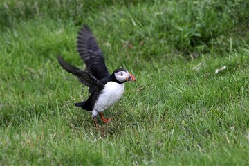 Auffliegender Papageitaucher - Diese malerisch, schönen  Vögel verbringen nur der Sommermonate an Land. Im Winter leben sie auf dem Meer.
