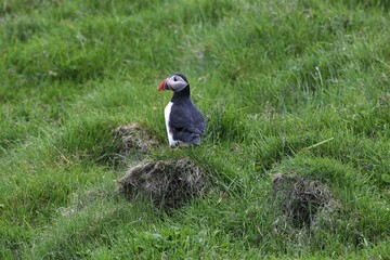 Schöner aufrecht sitzender Puffin, Island - Man schätzt, dass es auf Island etwa 3 Millionen Papageitaucher gibt