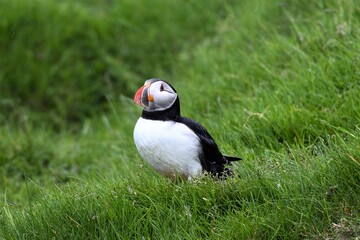 Puffin oder Papageitaucher - Diese zu den Alkenvögeln gehörende Vogelart gehört zu den schönsten Vögeln der Welt, Im Sommer brüten sie an Felsen und in Mulden, den Winter verbringen sie auf dem Meer
