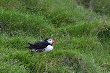 Brütender Papageitaucher - im Sommer leben die einzigartig schönen Puffins so lange an Land, bis die Jungvögel ausgeflogen sind. Den Winter verbringen die Puffins auf dem Meer. 
