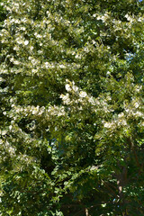Broad-leaved lime