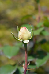 Rose Souvenir de Baden-Baden