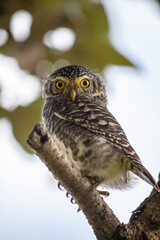 Portrait of a collared owlet