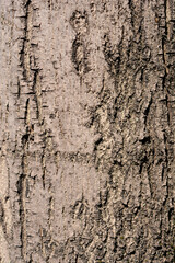 Narrow-leaved ash