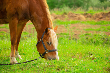 One adult red horse with the blue halter is eating the grass in outdoors.
