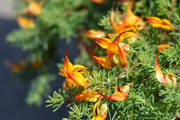 Lotus vine