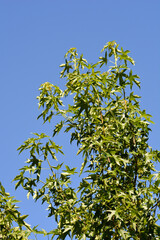 American sweetgum
