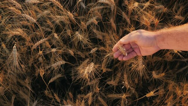 The farmer's hand touches the wheat spikes, control of the kae. View from above