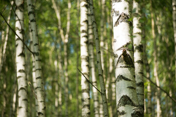 Obraz premium Closeup birch grove on a summer sunny day. The texture of the trees.
