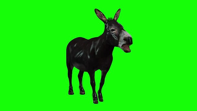 3D animation of a Donkey, who stands up from lying down, starts braying and walks, viewed from different camera angles.