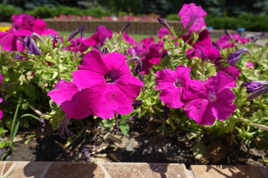 Close shot of magenta colored flowers of petunias in July