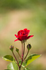 Fototapeta premium Small red rose on a sunny summer day in the garden close-up.