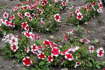 Bicolor red and white flowers of petunias in mid July