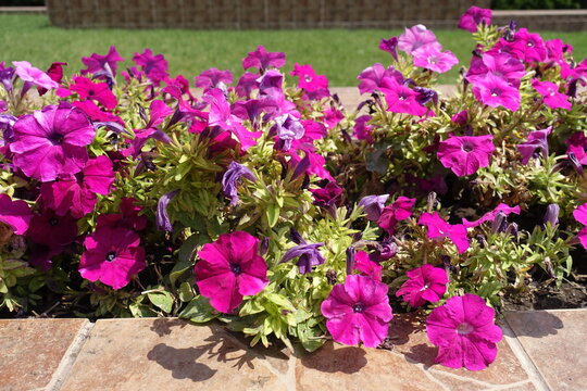 Short magenta colored flowers of petunias in mid July