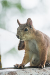 Small red squirrel on the birch. Selective focus. 