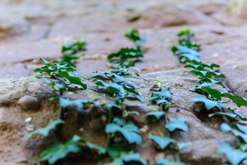 Ivy bines on a brick wall