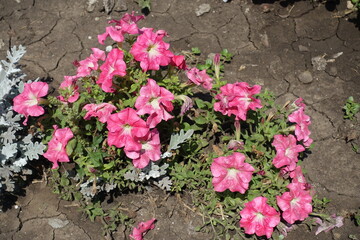 Pale salmon pink flowers of petunias in July