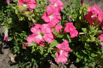 Fototapeta na wymiar Pastel pink flowers of petunias in mid June