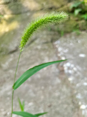 a green foxtail background