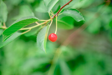 red cherry among greenery in the garden, selective focus, blurry background