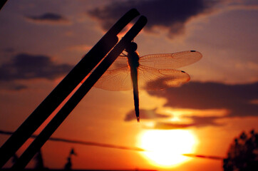 Dragonfly settling on an iron bar at sunset, silhouette and the sun