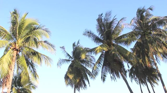 beach coconut palm  trees 