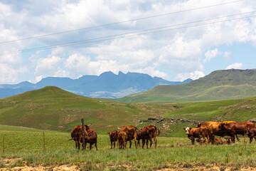 Cattle on the foothills of the Drakensberg