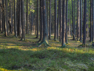 spruce trees in the forest at sunset