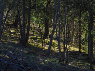 spruce trees in the forest at sunset