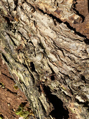 texture old tree bark closeup