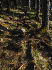 spruce trees in the forest at sunset