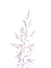 cereal plant on a white background