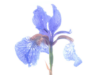 blue iris flowers on a white background