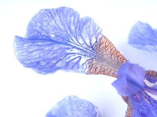 blue iris flowers on a white background