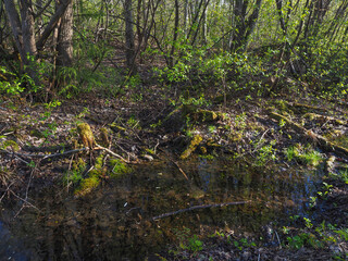 spruce trees in the forest at sunset