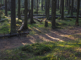 spruce trees in the forest at sunset