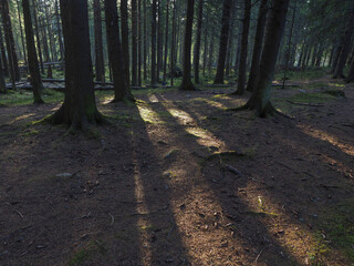 Obraz premium spruce trees in the forest at sunset