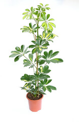 Schefflera arboricola Gold Capella growing in brown plastic pot on white background. Schefflera Compacta houseplant or in name umbrella tree plant with beautiful foliage leaves. Idea plant for decor.