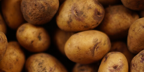 Background brown dirty potatoes for seedlings.