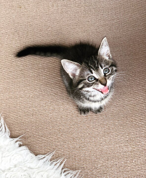 Kleines s&uuml;&szlig;es Katzenbaby getigert