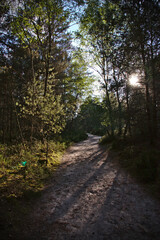Fototapeta premium Waldweg im Spätsommer